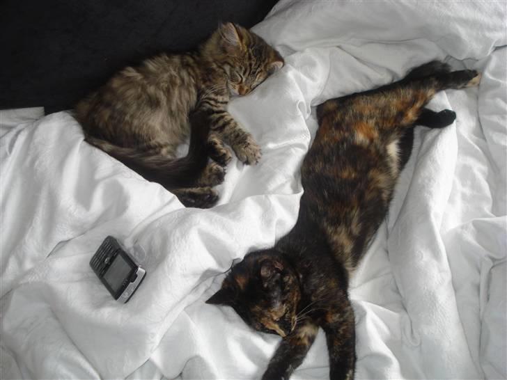 Maine Coon Molly billede 7