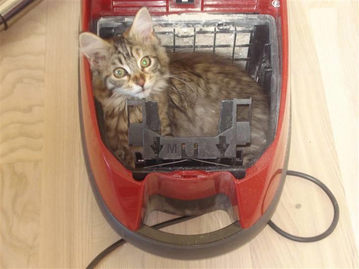 Maine Coon Molly billede 8