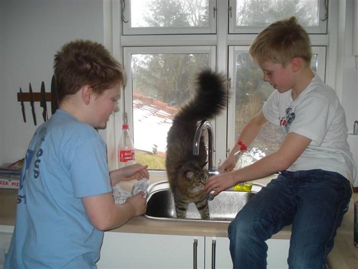 Maine Coon Molly billede 10