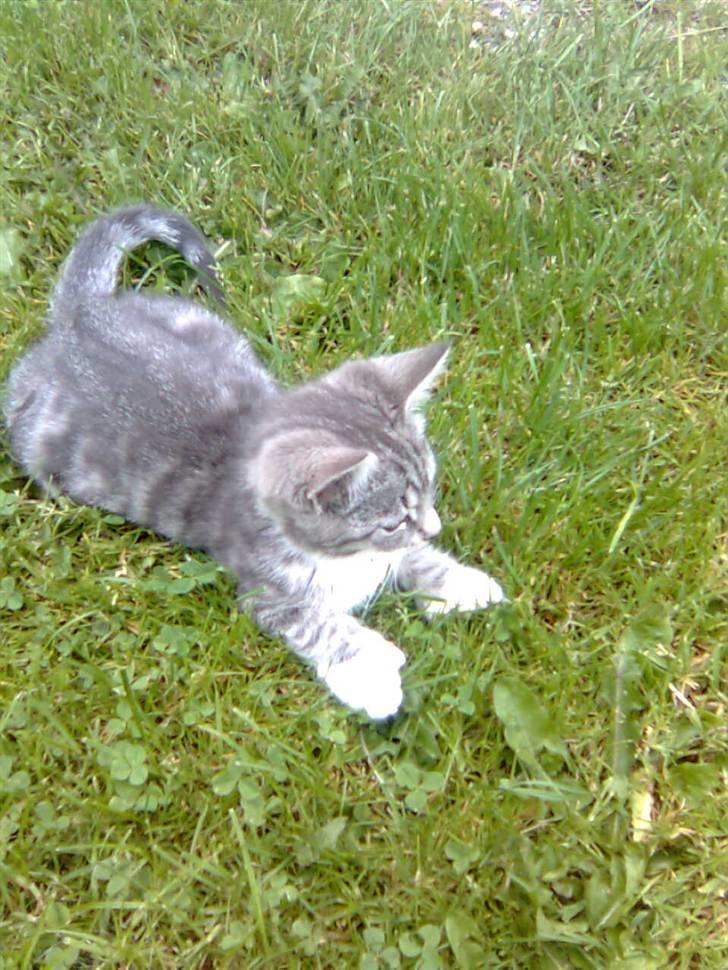 Huskat Futte *væk* - futte er lidt legesyg. billede 1