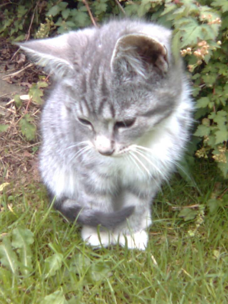 Huskat Futte *væk* - sidder og kigger på noget spændende. billede 2