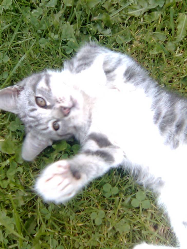 Huskat Futte *væk* - ligger lige og hygger lidt. billede 3