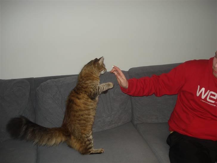 Maine Coon Molly billede 11