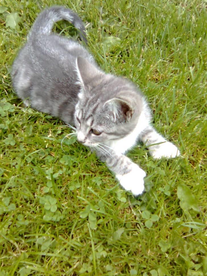 Huskat Futte *væk* - futte er lidt legesyg. billede 6