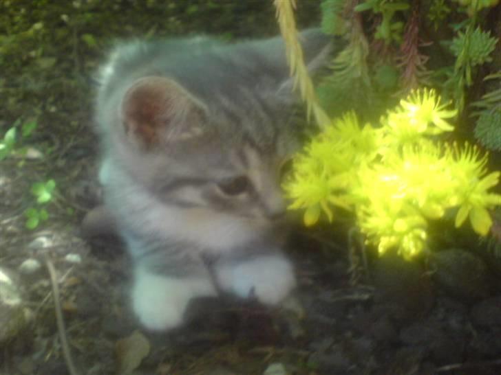 Huskat Futte *væk* - ligger og kigger på en blomst. billede 7