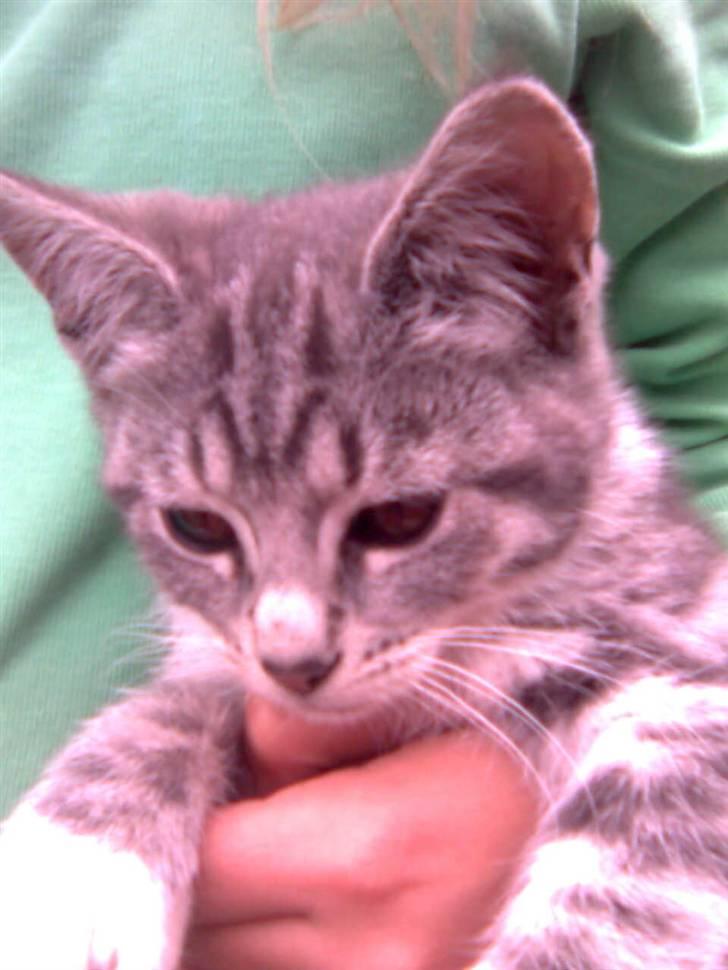 Huskat Futte *væk* - sidder og kigger . billede 8