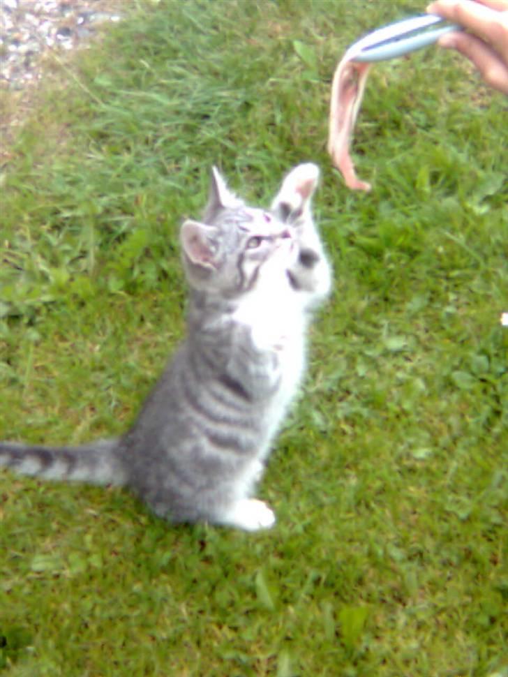 Huskat Futte *væk* - hans lille tricks. billede 9