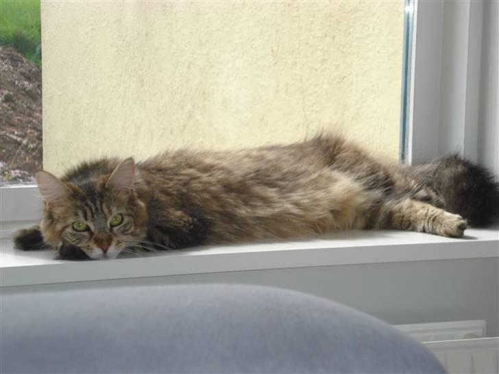 Maine Coon Molly billede 12