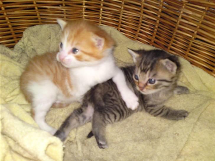 Blanding af racer Mille - Nyt Mille´s 2 killinger. billede 18