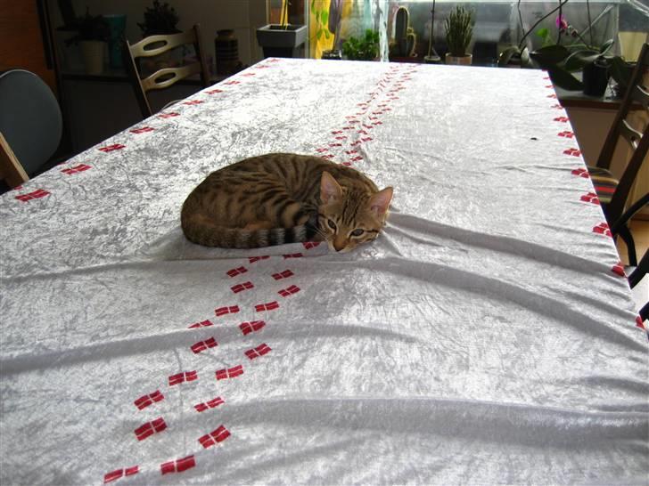 Bengal Tigerdyr billede 12