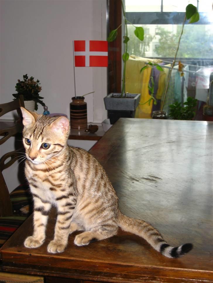 Bengal Tigerdyr billede 13