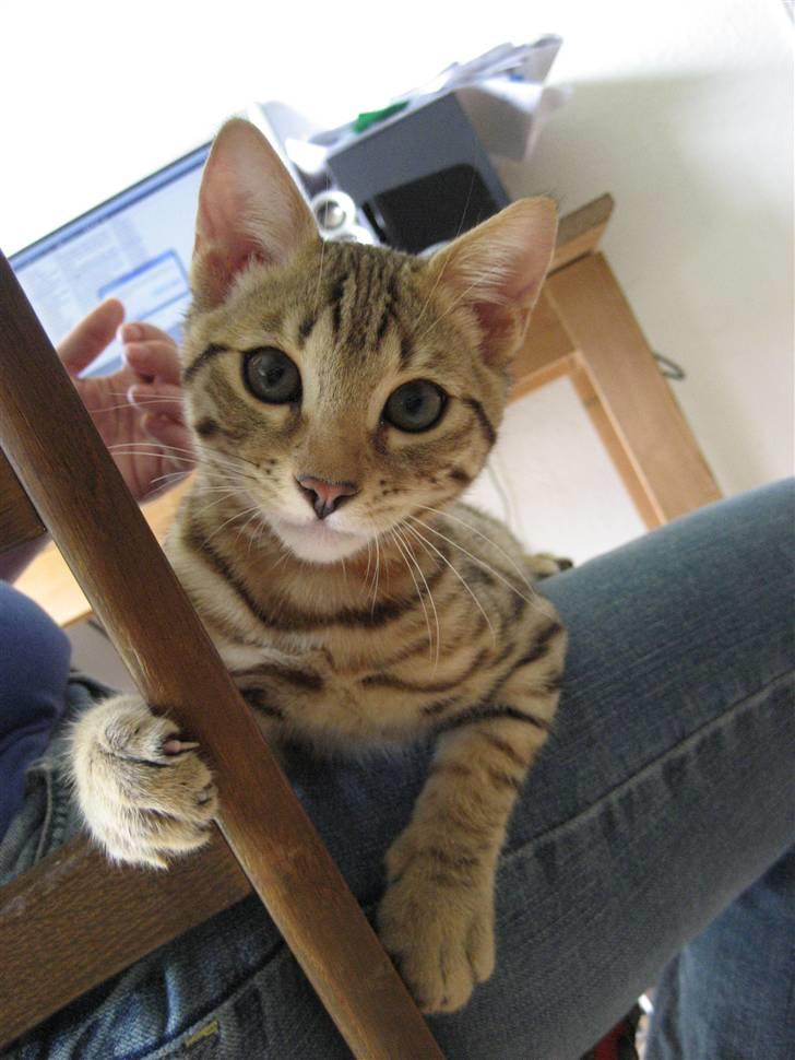 Bengal Tigerdyr billede 14