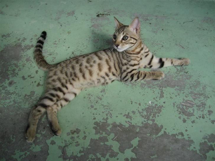 Bengal Tigerdyr billede 15