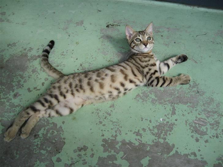 Bengal Tigerdyr billede 16