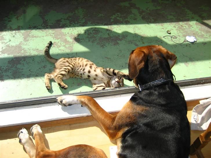 Bengal Tigerdyr billede 17