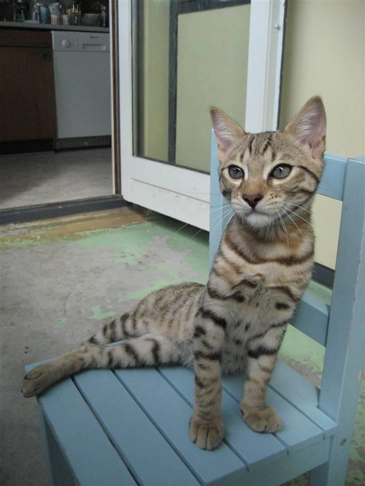 Bengal Tigerdyr billede 18