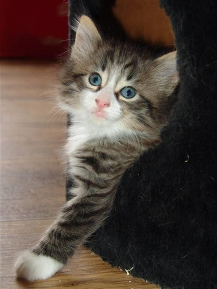 Norsk Skovkat Lord Nelson billede 1