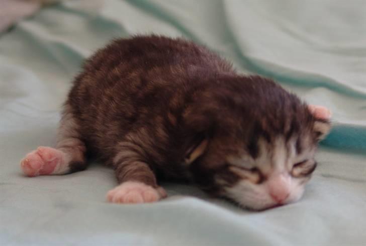 Norsk Skovkat Lord Nelson billede 2