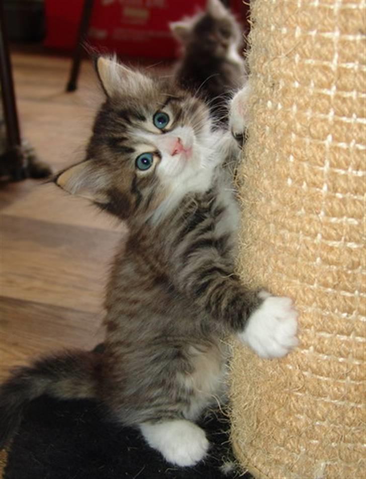 Norsk Skovkat Lord Nelson billede 3