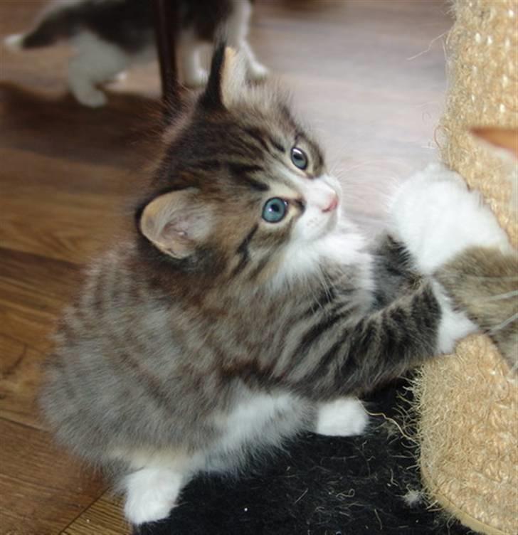 Norsk Skovkat Lord Nelson billede 4