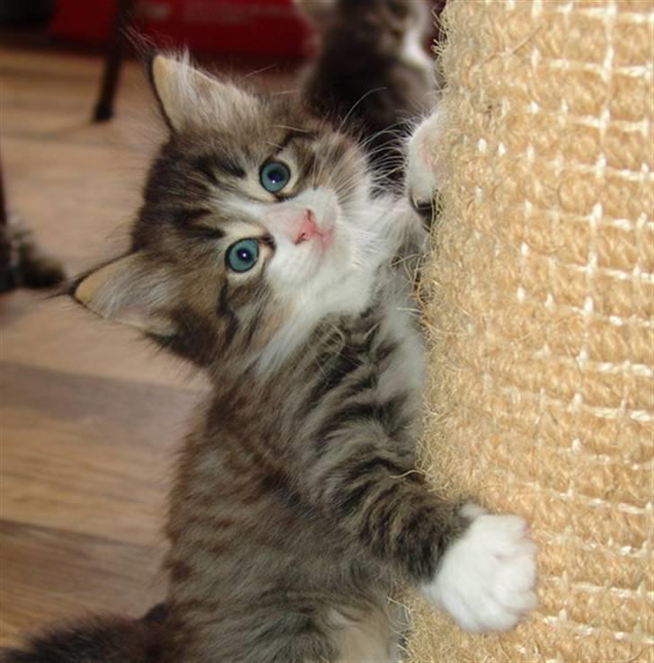 Norsk Skovkat Lord Nelson billede 5