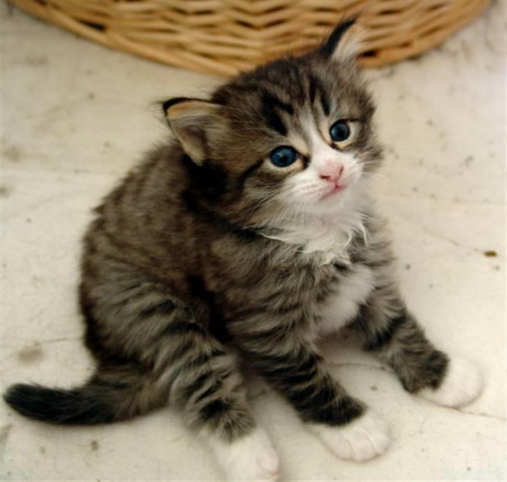 Norsk Skovkat Lord Nelson billede 6