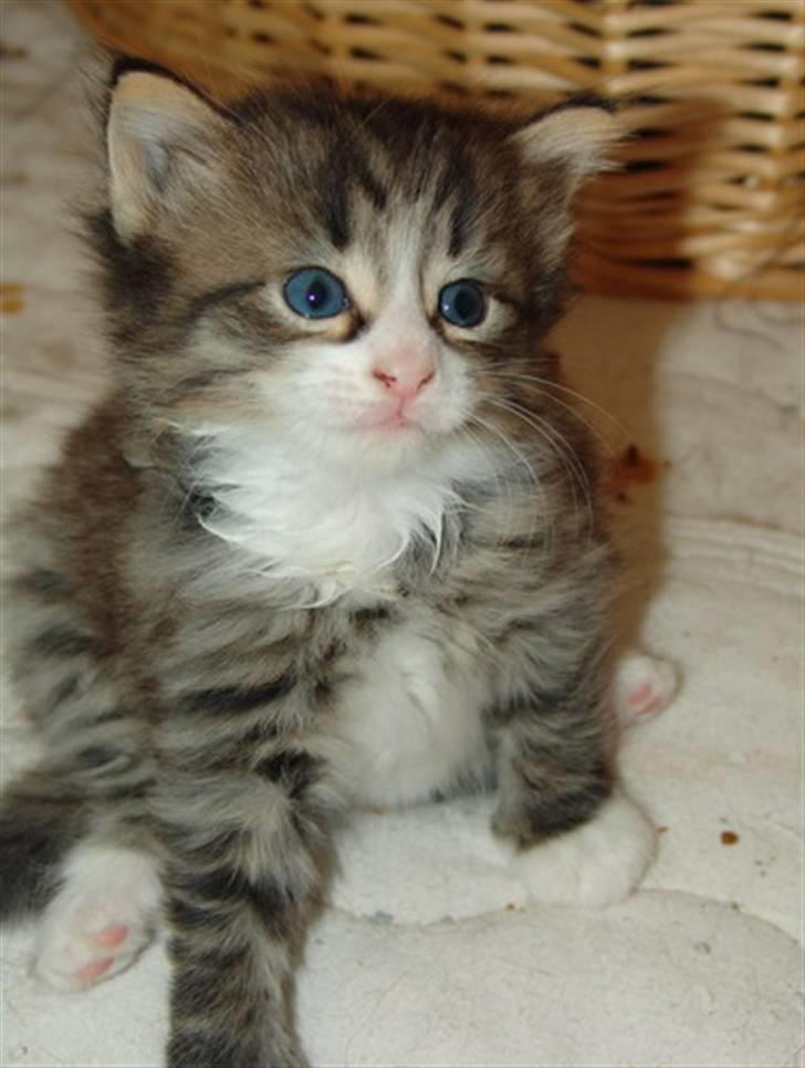 Norsk Skovkat Lord Nelson billede 7