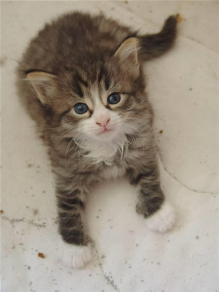 Norsk Skovkat Lord Nelson billede 8