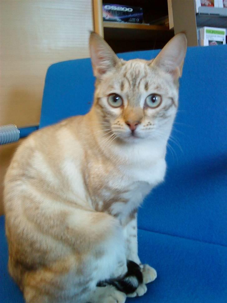 Bengal Babymis billede 9