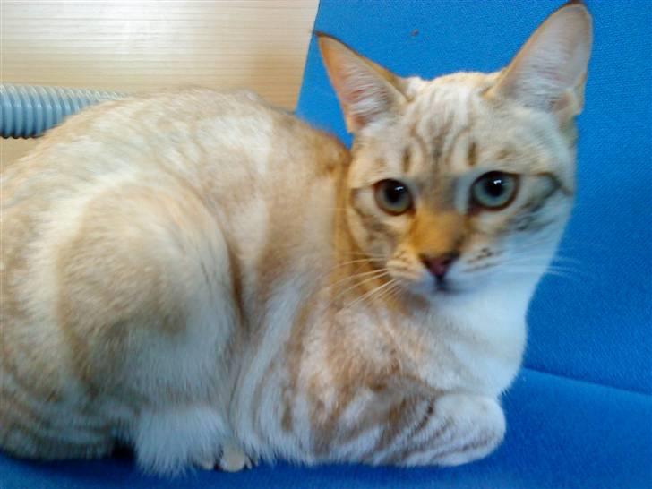 Bengal Babymis billede 10