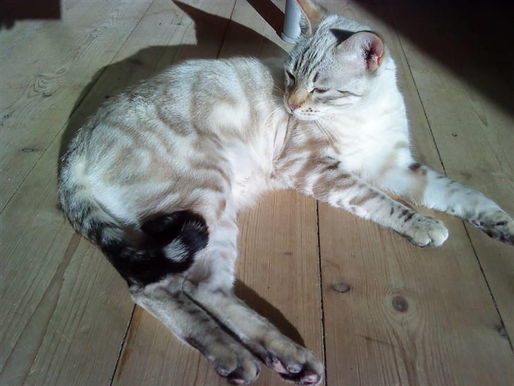 Bengal Babymis billede 11