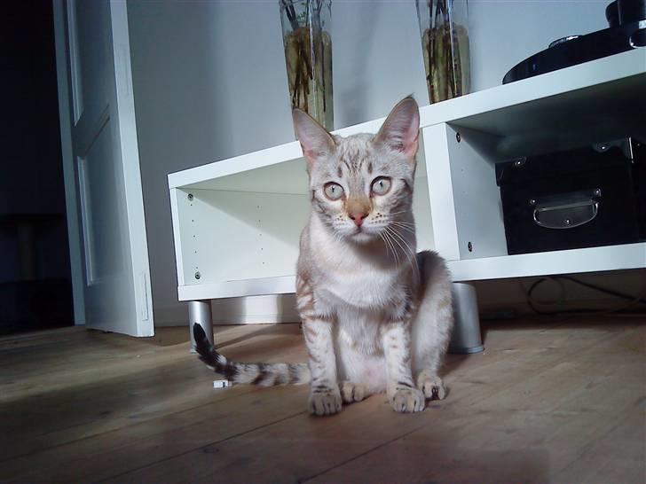 Bengal Babymis billede 12