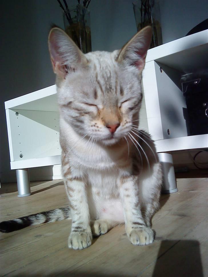 Bengal Babymis billede 13