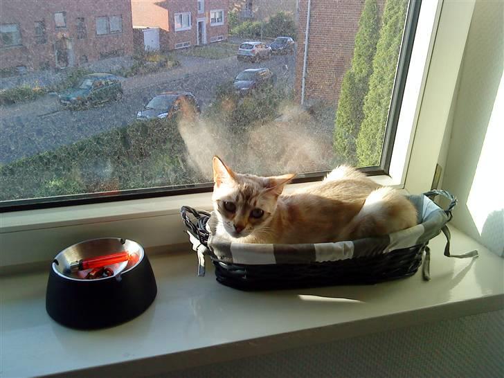 Bengal Babymis billede 14