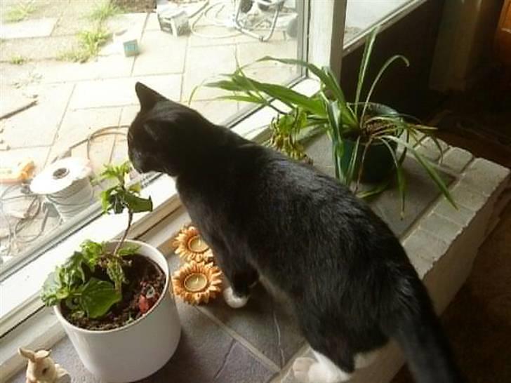 Blanding af racer Royal - Bette der vil ud da min veninde passer ham. billede 1