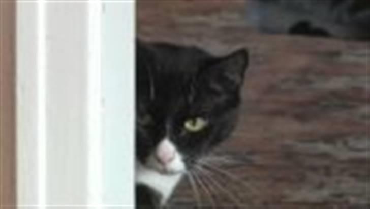 Blanding af racer Royal - Undskyld det er lidt sløred. billede 2