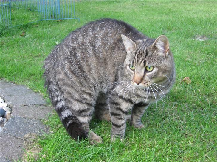 Huskat Nooblix Attention *væk* billede 1