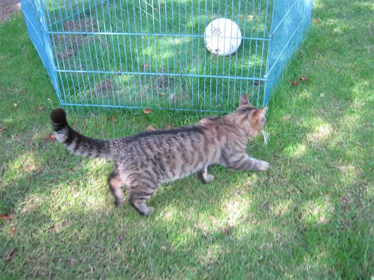 Huskat Nooblix Attention *væk* billede 3