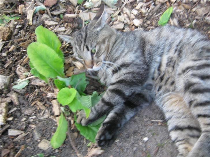 Huskat Nooblix Attention *væk* billede 4