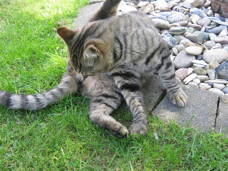 Huskat Nooblix Attention *væk* billede 5