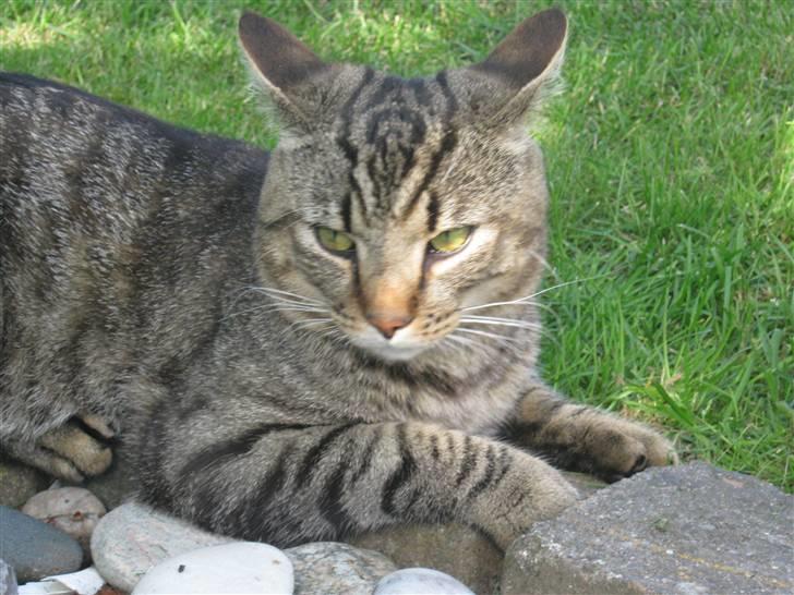 Huskat Nooblix Attention *væk* billede 6