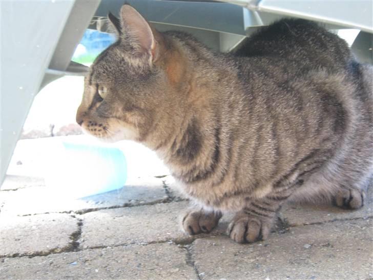 Huskat Nooblix Attention *væk* billede 7