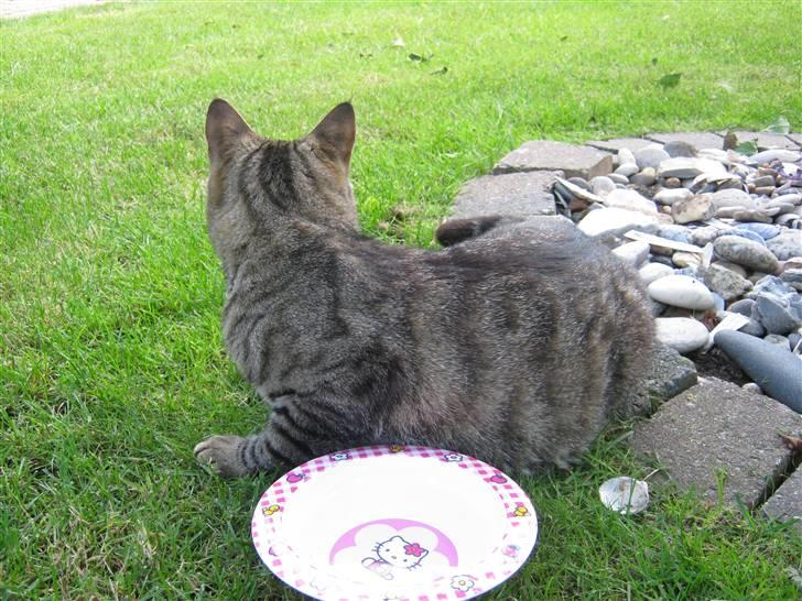 Huskat Nooblix Attention *væk* billede 8