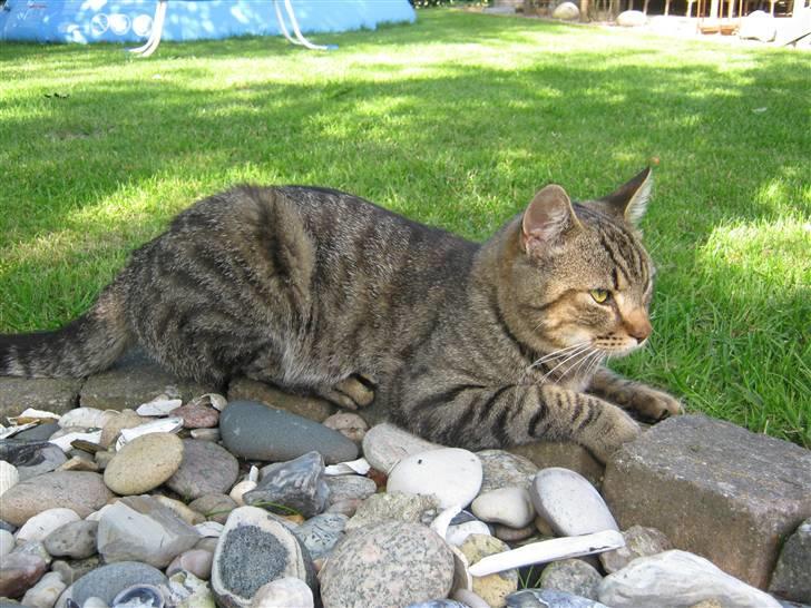 Huskat Nooblix Attention *væk* billede 9