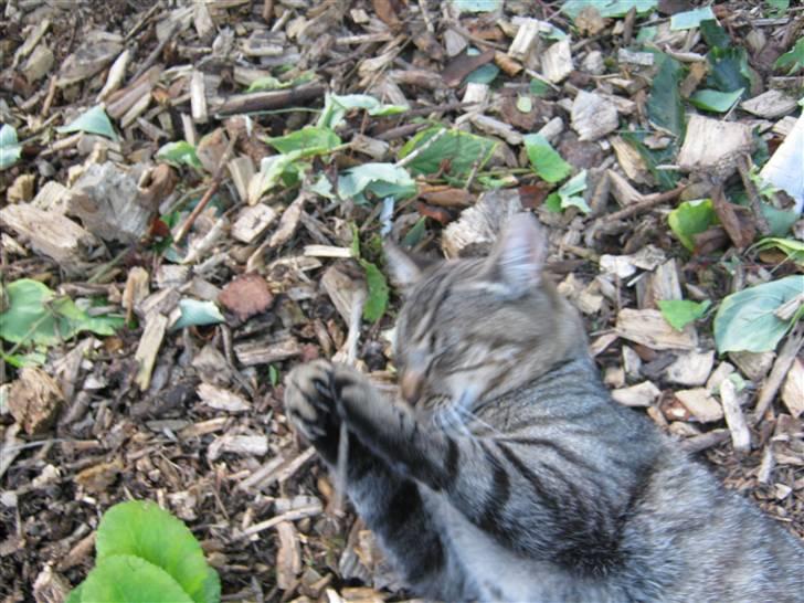 Huskat Nooblix Attention *væk* billede 10