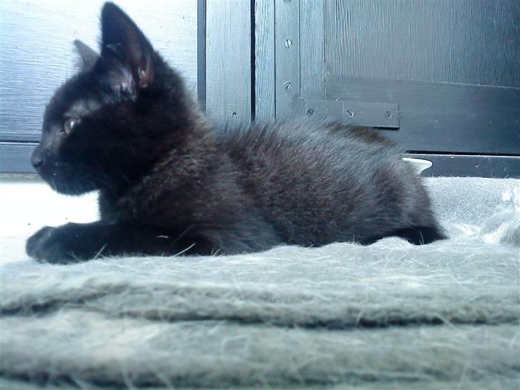 Huskat Hr. Figaro billede 6