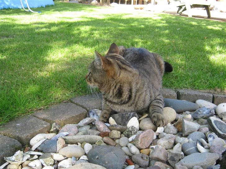 Huskat Nooblix Attention *væk* billede 11