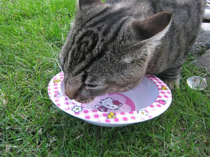 Huskat Nooblix Attention *væk* billede 12