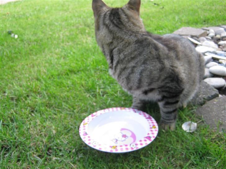 Huskat Nooblix Attention *væk* billede 13