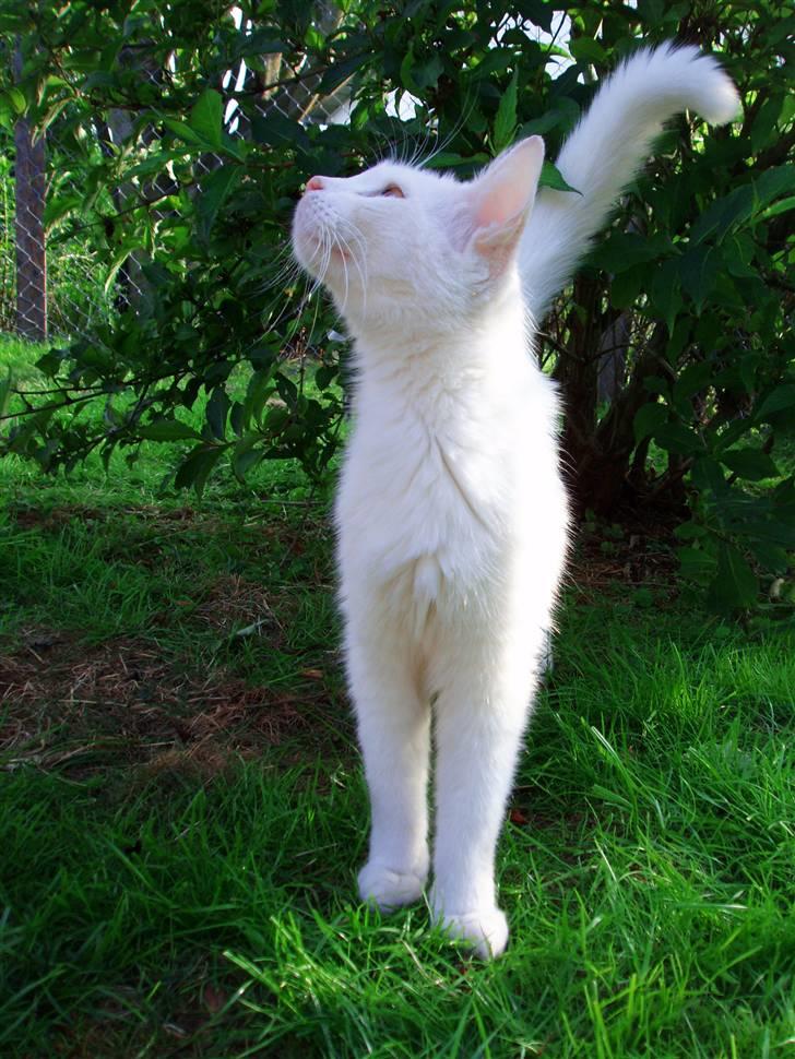 Huskat Kia - Smukke pigen :) 4. august billede 13